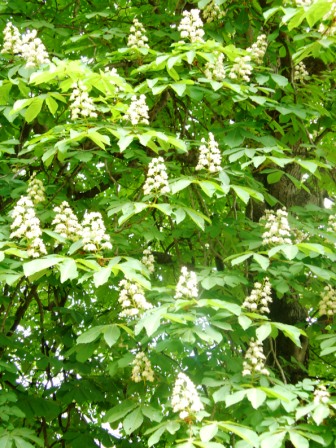 ippocastano